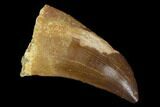 Mosasaur (Prognathodon) Tooth - Morocco #118933-1